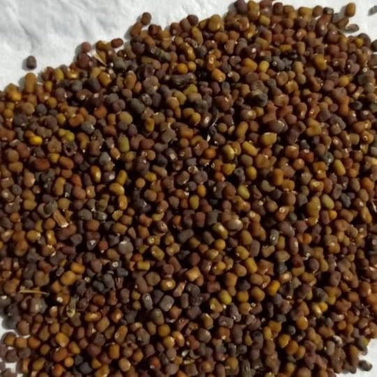 Kacangan Pueraria javanica (PJ)