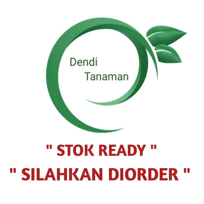 Bibit Pohon Alpukat Mentega Super Kaki 3 / Alpukat Okulasi