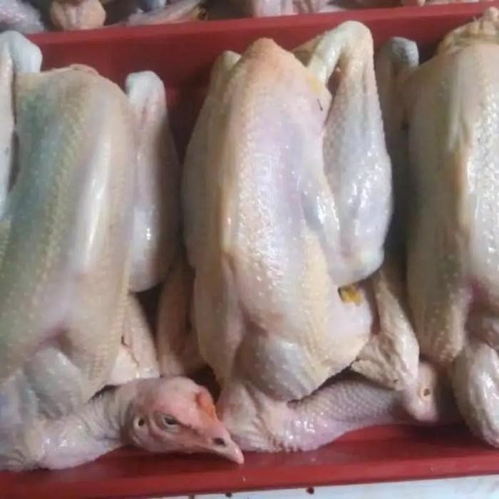 

(Expert) AYAM KAMPUNG MEDIUM 800-900 gr