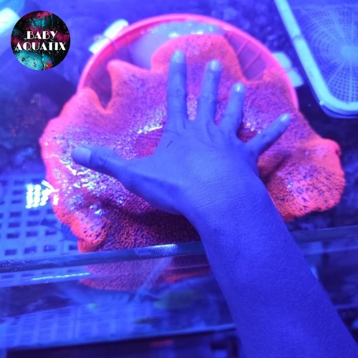 Anemon Karpet Merah Size Xl Wysiwyg