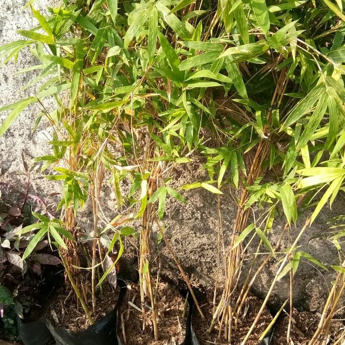 Bambu Kuning Hias Mini - Tanaman Bambu Klisik Kuning Mini