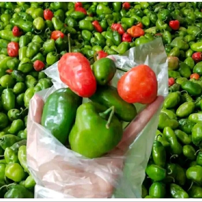 

Cabe gendot pedes Promo murah