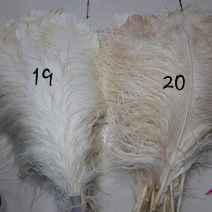 

Bulu Kasuari Ostrich 55-60 cm