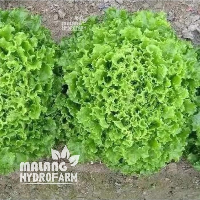 Tn Benih Selada Coral Matt Green Unggulan Berkualitas Biji Bibit Repack Lettuce Hijau Keriting