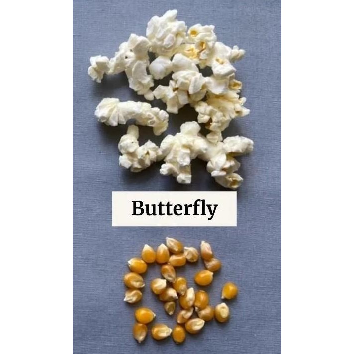 

(Expert) 1kg Popcorn RAW / Jagung Pop Corn Mentah [Import Quality 100% Natural]