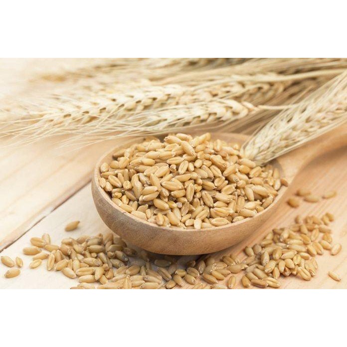 

(Expert) Biji Jali Jali / Barley Organik / Pearl Barley ( 1kg )
