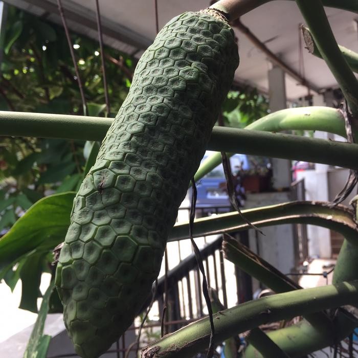 Buah Monstera ( tanam sendiri )