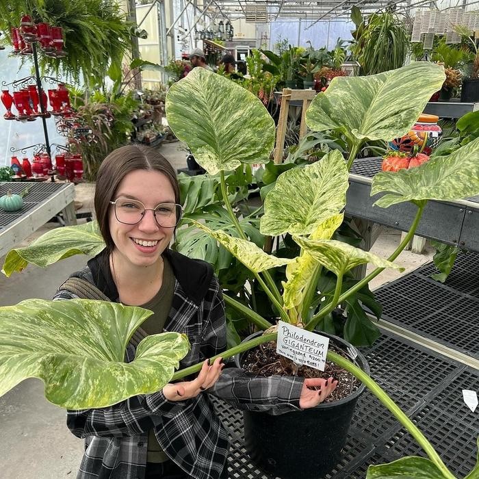 gigantium marble varigata mewaah