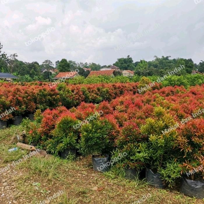 Jual Tanaman Pucuk Merah Besar Sudah Rimbun Banget, Pucuk Merah