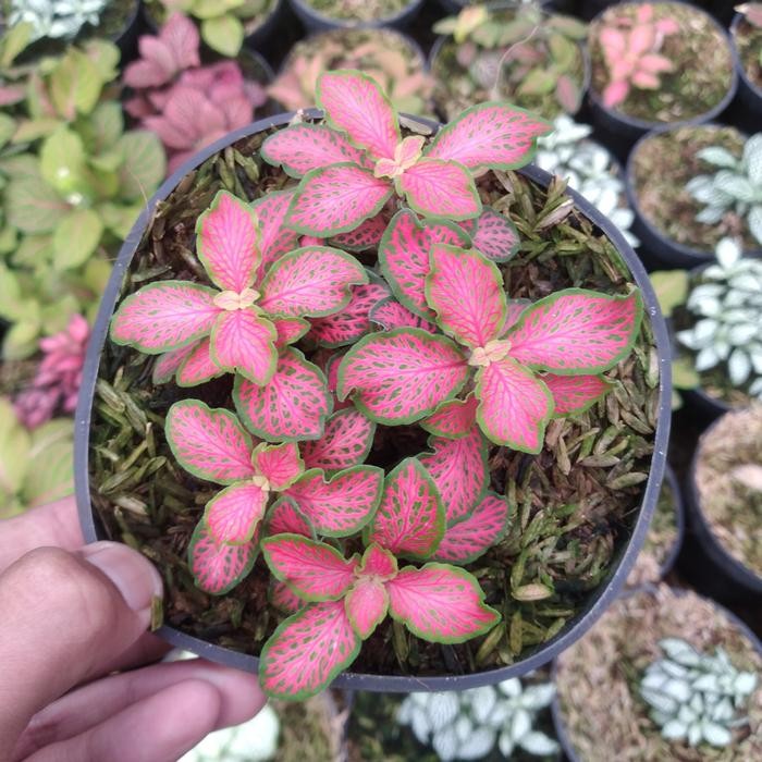 ASLI fitonia import mix-Taan s fittonia 5 Pohon READY STOCK