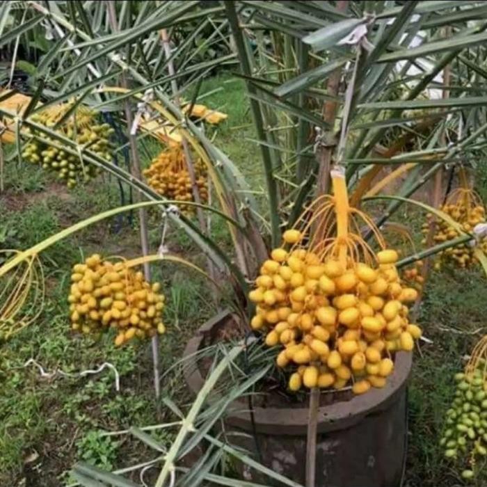 Tanaman Kurma Ajwa Pohon