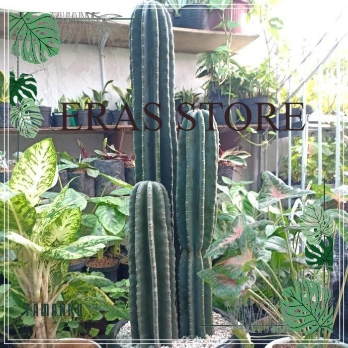 ASLI Kaktus koboi tinggi besar isi 3 pohon (Tinggi 1 meter lebih) Taan READY STOCK