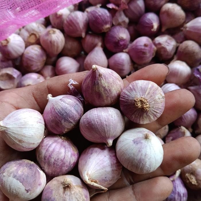 

Bawang Putih Tunggal Lanang/Fress 2Kg Sedang -Gratisongkir