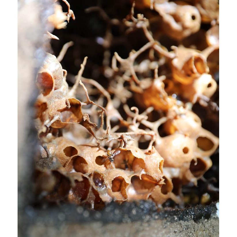 

NWFK Madu Trigona Stingless Bee Honey Klanceng Asli 150G Mahavita Honey