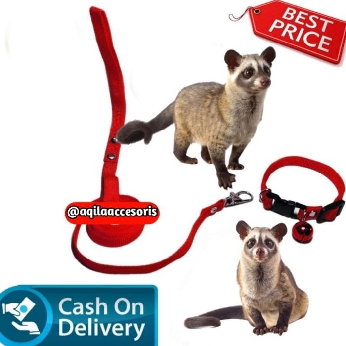 kalung + Tali tuntun musang / harnes musang / kalung Musang