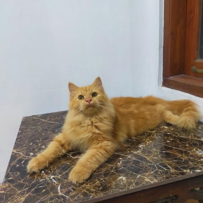 kucing Persia maincone bigbone oren