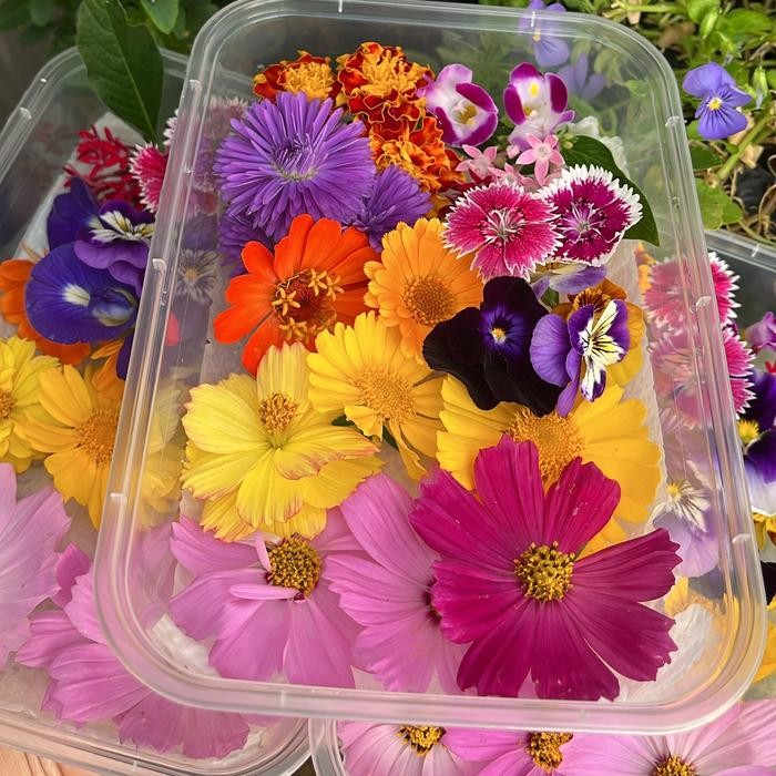 

Edible flower mixed (bymich)