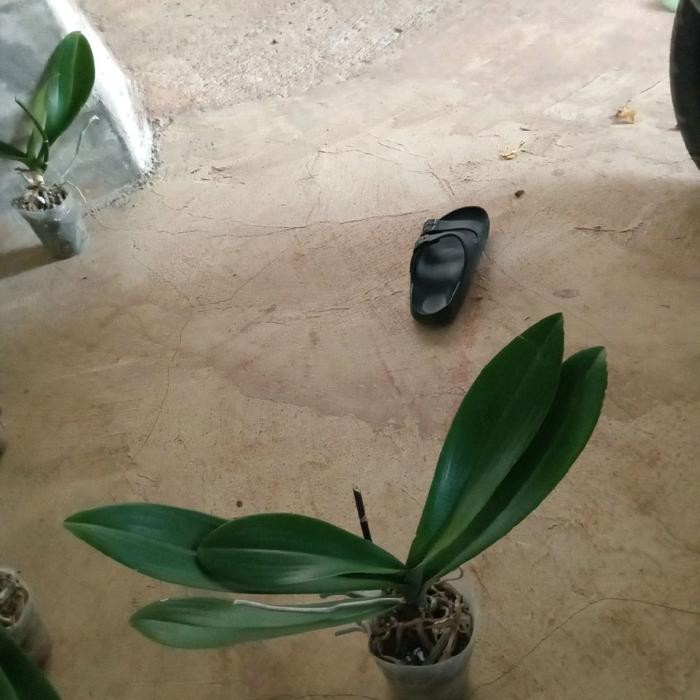 Mode Vintage Anggrek Bulan Bunga Hitam Super Langka