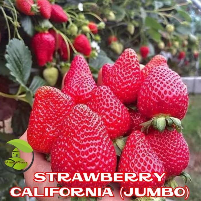 (Allthebest) Benih buah strawberry california jumbo