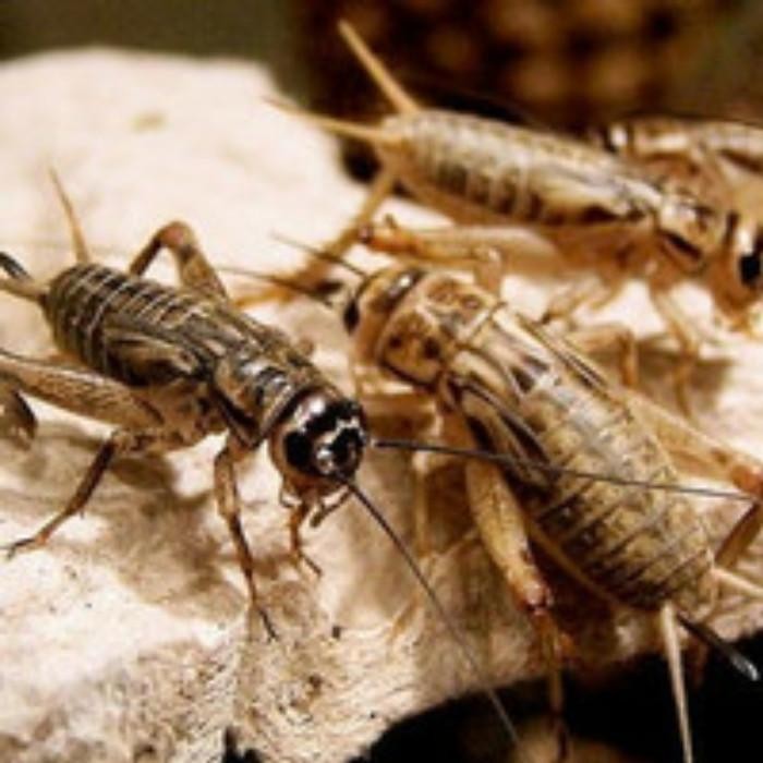 (Allthebest) Jangkrik Alam Hidup Karungan Setengah Kilo