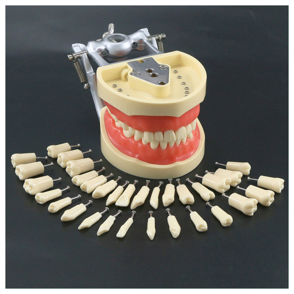 Dental Typodont Model With Removable Screw-in Teeth Kilgore NISSIN