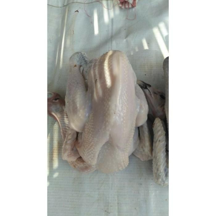 

(Allthebest) AYAM KAMPUNG SMALL 500-600 gr
