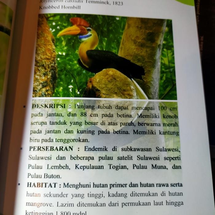 

SALE !!! BURUNG BURUNG DI CAGAR ALAM PAPUA READYY
