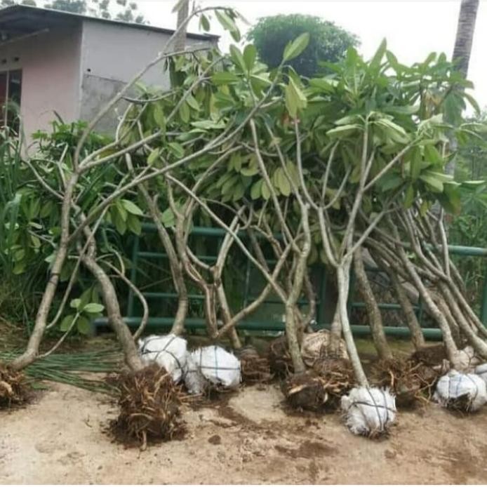 Pohon Kamboja Putih Tinggi 2 Meter