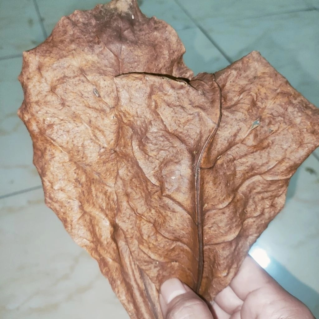 

daun ketapang laut kering utuh