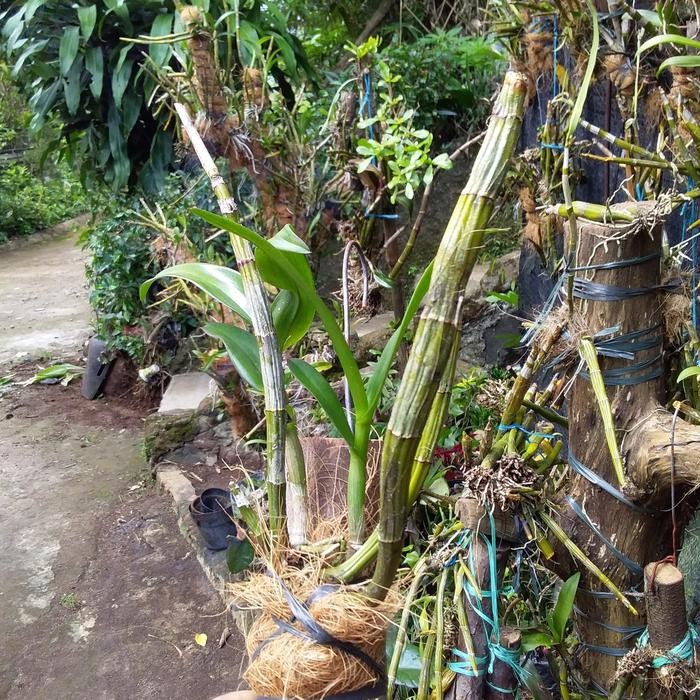 Anggrek dendrobium keki capung kalimantan