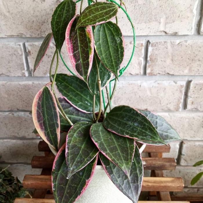 Tanaman hias Hoya Macrophylla Variegata - Hoya Macrophylla Varigata