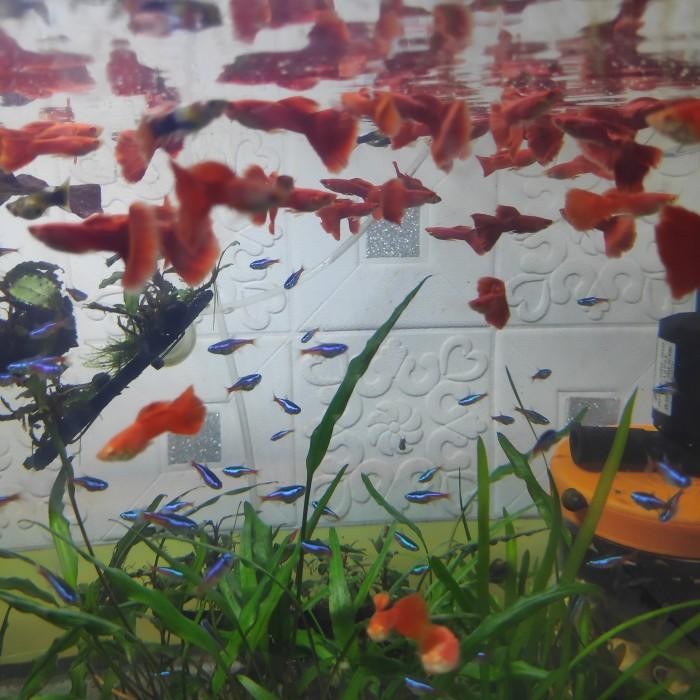 (Allthebest) Ikan Hias Guppy Albino Full Red/Guppy AFR