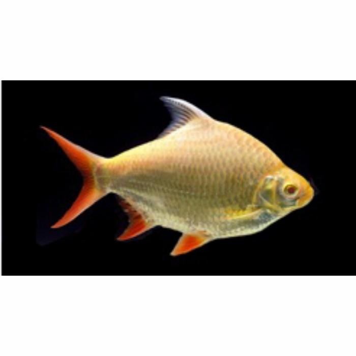 (Allthebest) IKAN HIAS AQUARIUM IKAN KAVIAT / KAFIAT ALBINO (GRAB/GOJEK ONLY