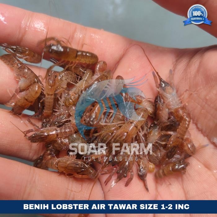 (Allthebest) BENIH LOBSTER AIR TAWAR RED CLAW 1-2 INC
