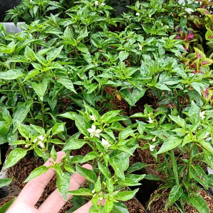 (Allthebest) bibit tanaman pohon cengek, gojek/grab only, bibit cengek domba