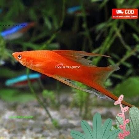 (Allthebest) ikan hias platy pedang merah
