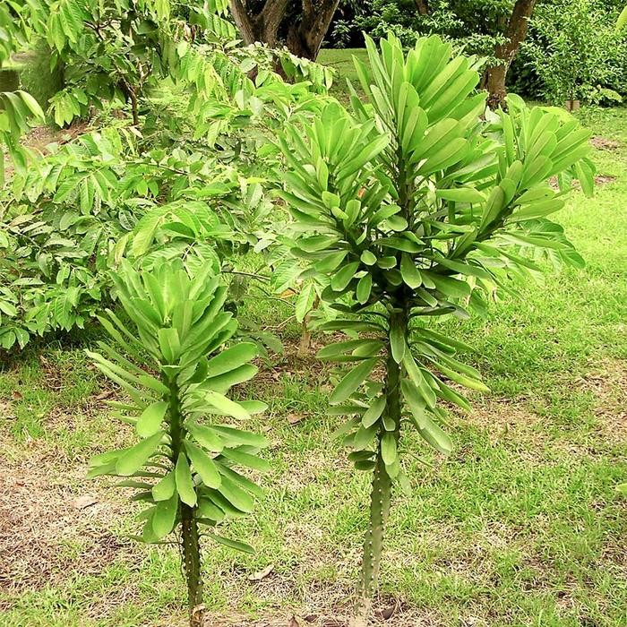 Bibit Pohon Euphorbia Neriifolia Kaktus Sukulen Tanaman Sudu Sudu 1020 Kode 039