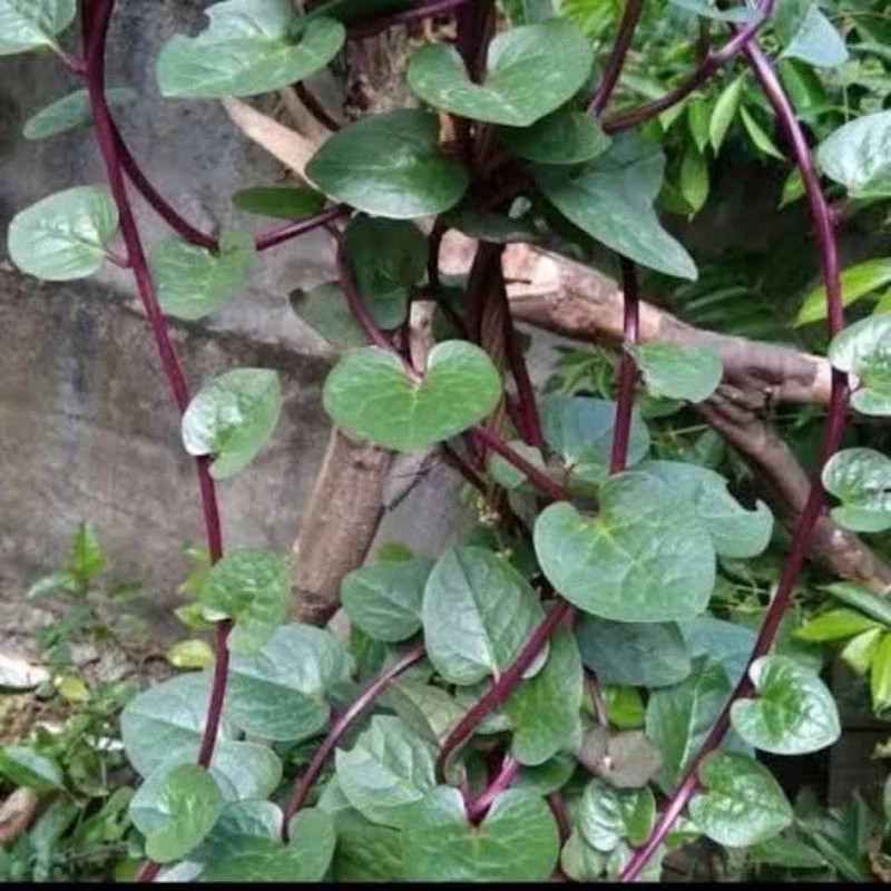 

satu pcs Daun Binahong Merah