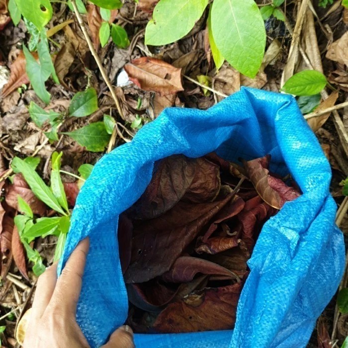 

satu pcs daun ketapang laut kering utuh