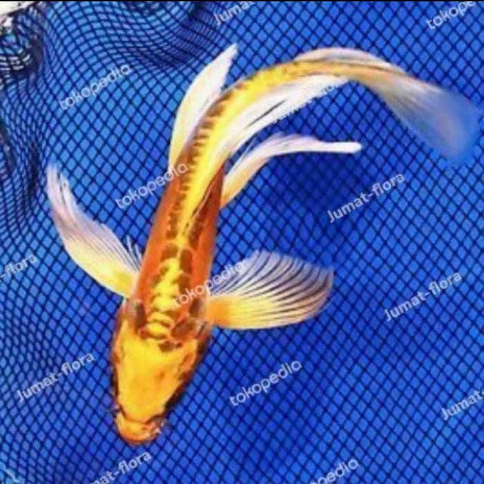 TERSEDIA IKAN KOI METALIK KUNING SLAYER KUMPAY 15CM