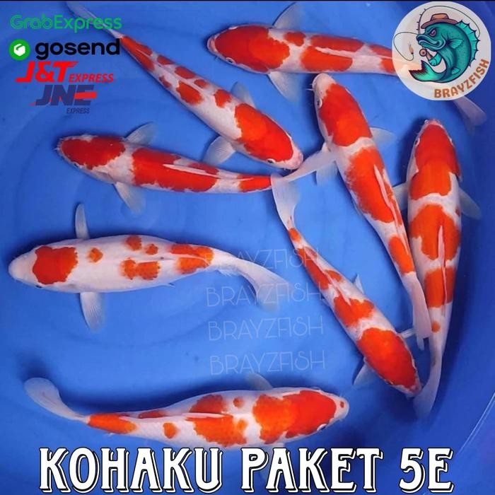 TERSEDIA PAKET IKAN KOI KOHAKU 10-15CM ISI 5 EKOR