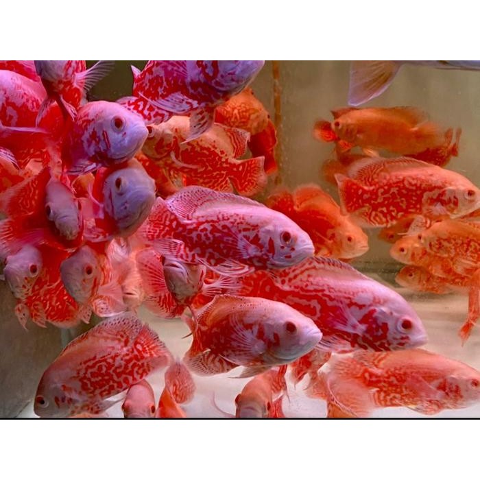 Oscar Tiger Albino Good Marking Impor Thailand 10-12Cm