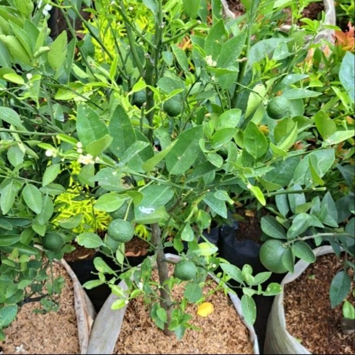 Tanaman Jeruk Limo / Pohon Jeruk Limo /Jeruk Sambal