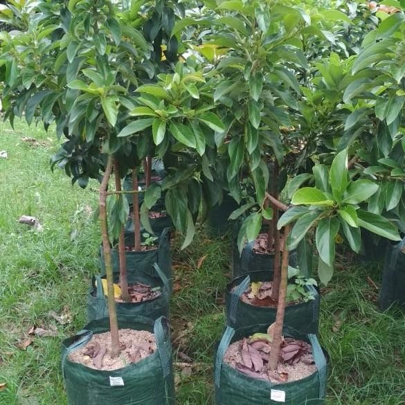 

DISKON Alpukat miki, Aligator, kendil, non biji READY STOCK