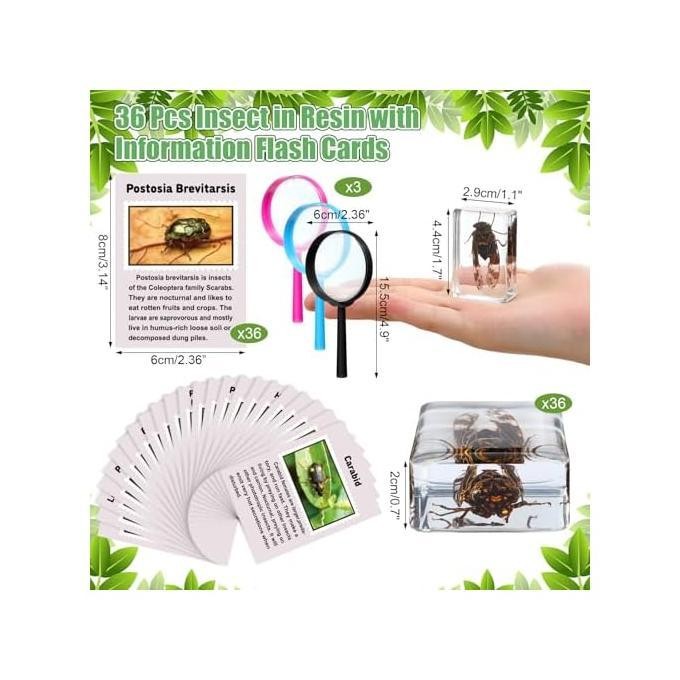 (Allthebest) 36 Buah Kit Penemuan Serangga Dalam Spesimen Resin Serangga Pemberat Kertas dengan