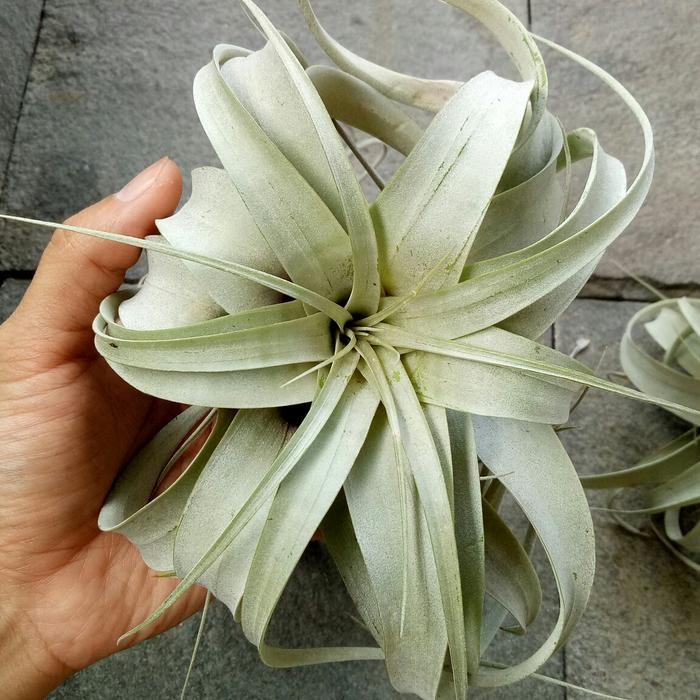 tillandsia xerographica