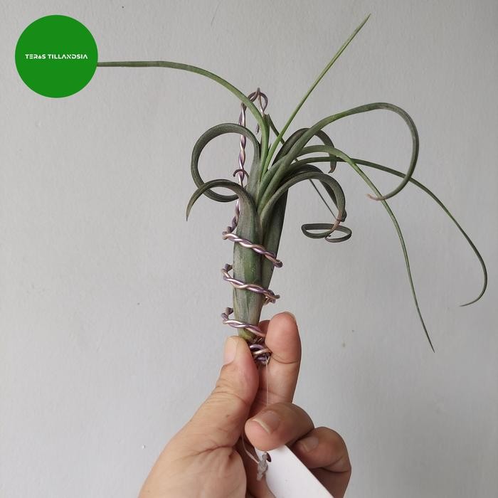 Tillandsia Intermedia