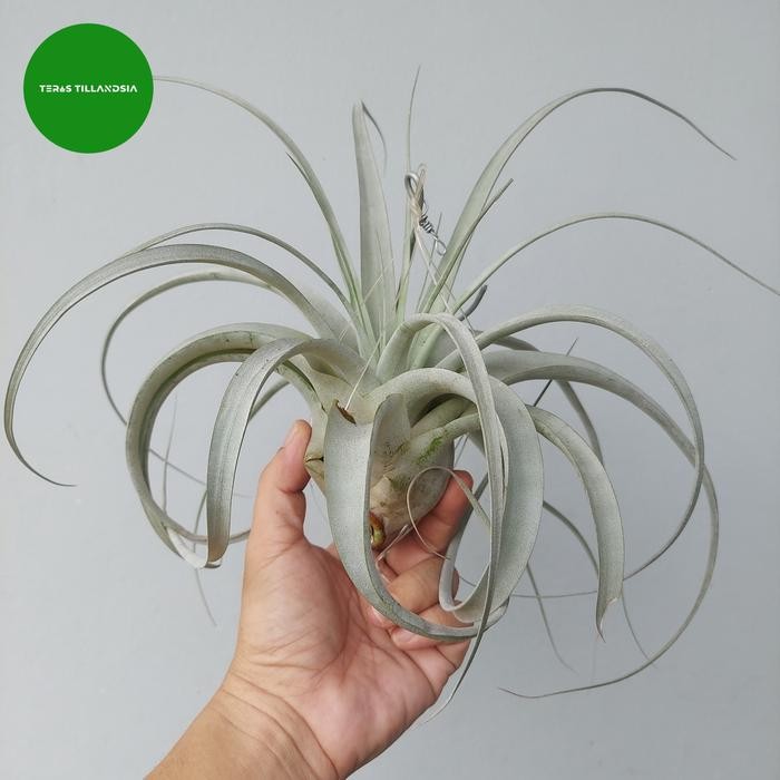 Tillandsia Xerographica Size M