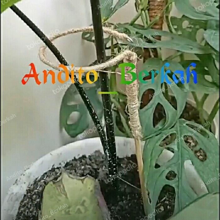 TURUS KELADI PENYANGGA TANAMAN