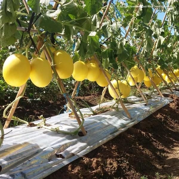 (Allthebest) Benih Melon Golden ALISHA F1 400 Butir - Bibit Cap Panah Merah